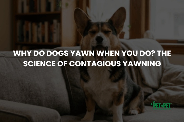 Why Do Dogs Yawn When You Do? The Science of Contagious Yawning