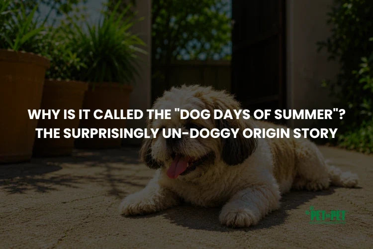 Why Is It Called the 'Dog Days of Summer'? The Surprisingly Un-Doggy Origin Story