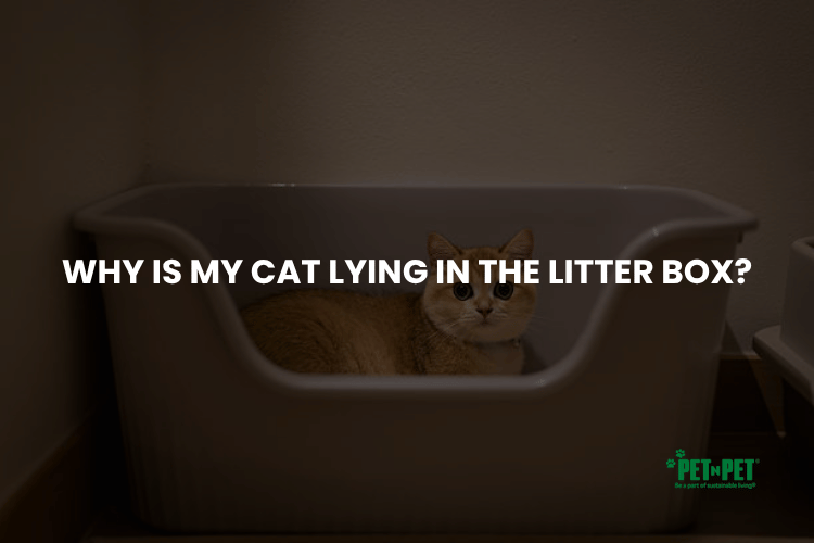 Why Is My Cat Lying in the Litter Box?