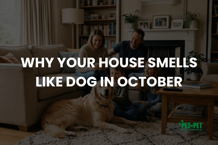Why Your House Smells Like Dog in October