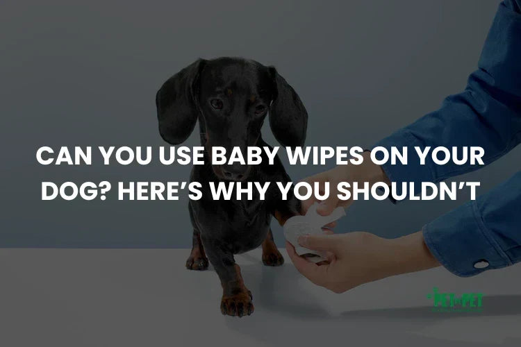Can You Use Baby Wipes on Your Dog? Here’s Why You Shouldn’t