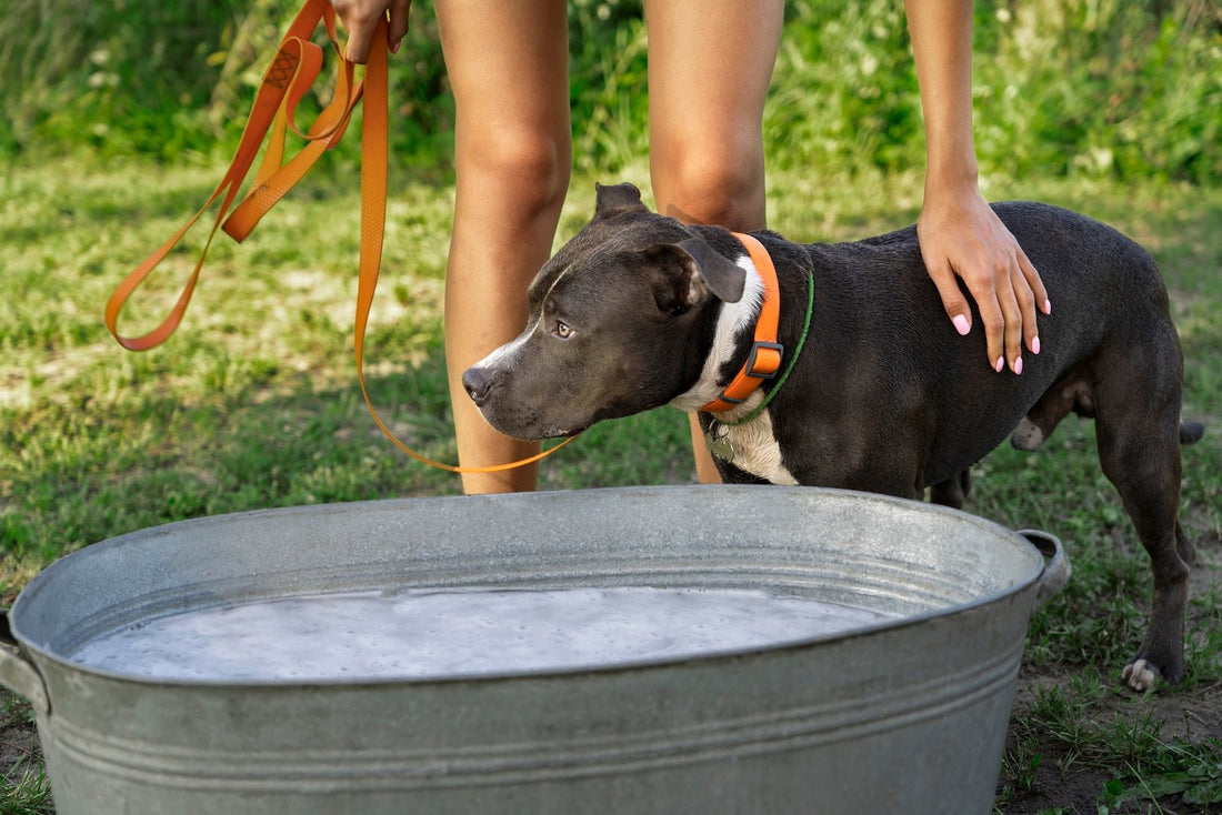 Alternatives to Composting Dog Poop - Pet N Pet ®