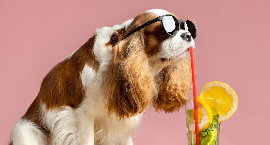 🐾 Hot Pup Summer: Dog Mom Trends You’ll Totally Want to Steal 🌞