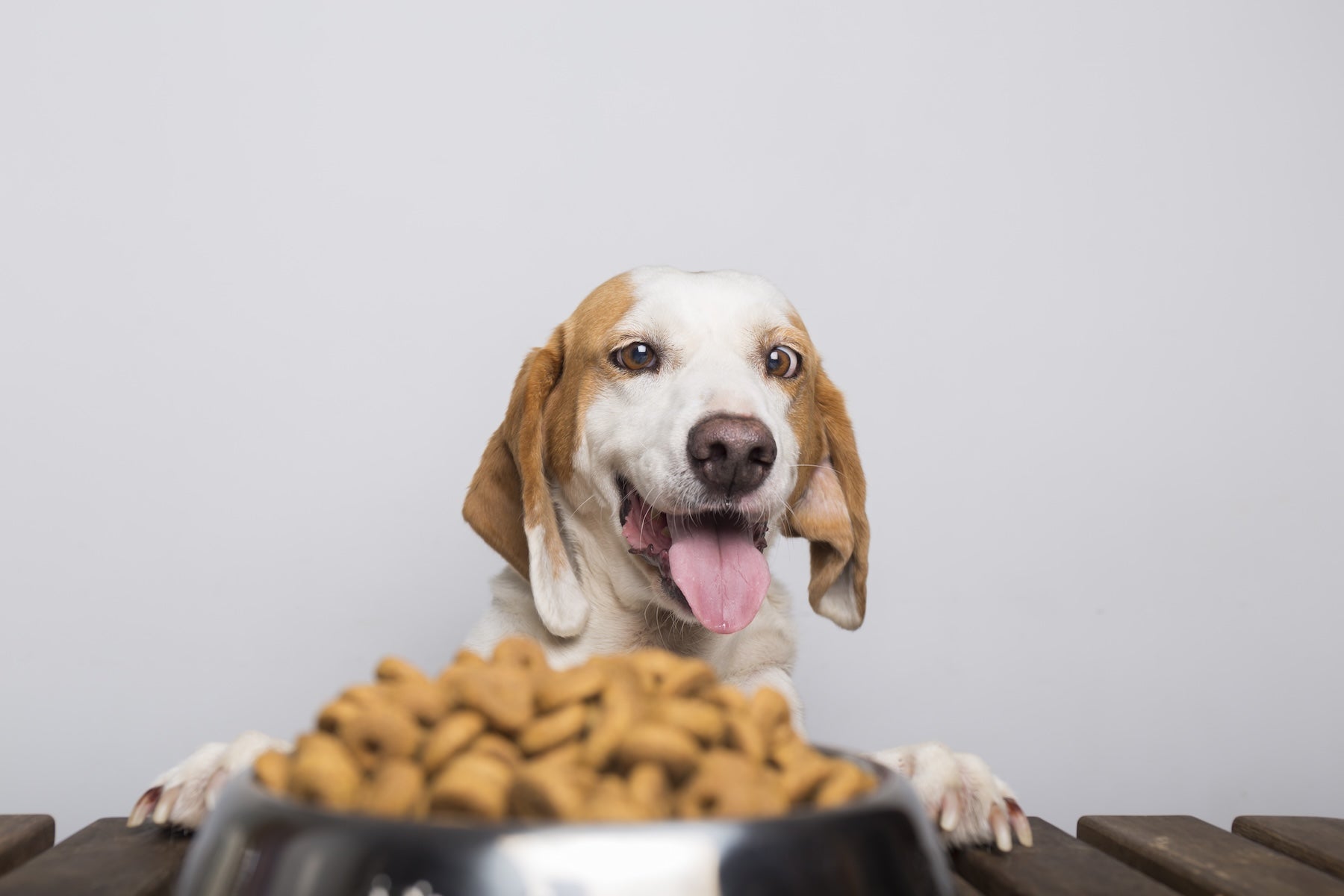 Can Dogs Eat Cookies? - Pet N Pet ®
