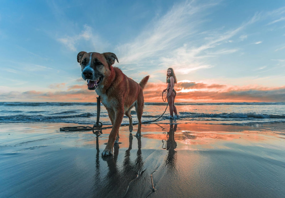 Can My Dog Get Fleas from the Beach? Here’s What You Need to Know - Pet N Pet ®