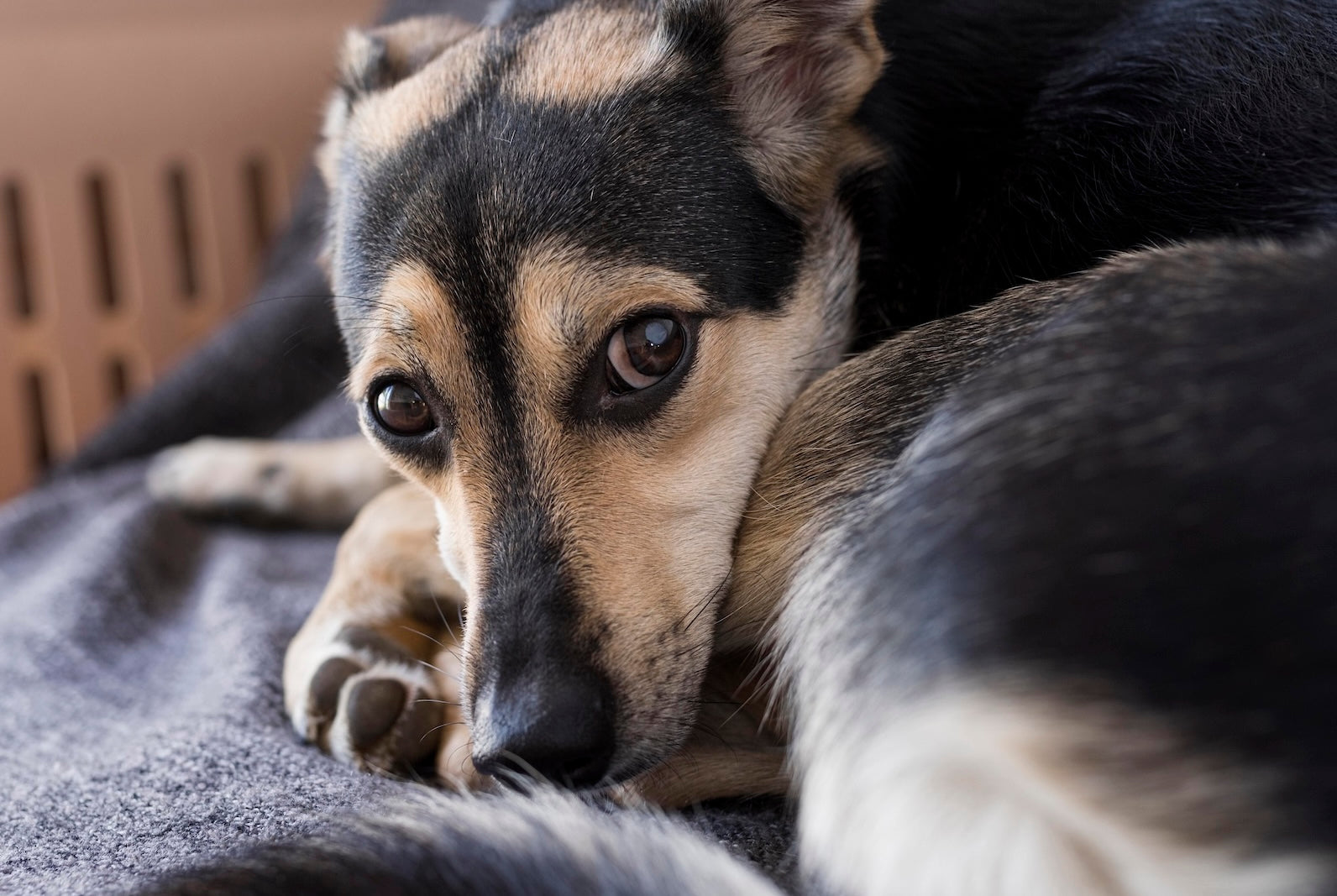 What to Do When Your Pet Has Diarrhea: A Pet Owner’s Guide