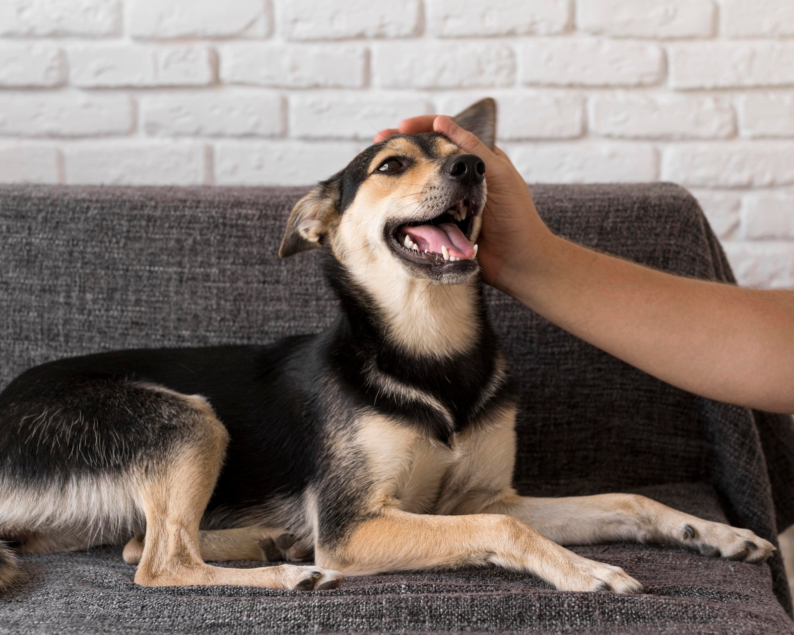 A happy dog lying on a gray couch, smiling as a person gently pets its head — showing a relaxed and comfortable pet after proper grooming and paw care.