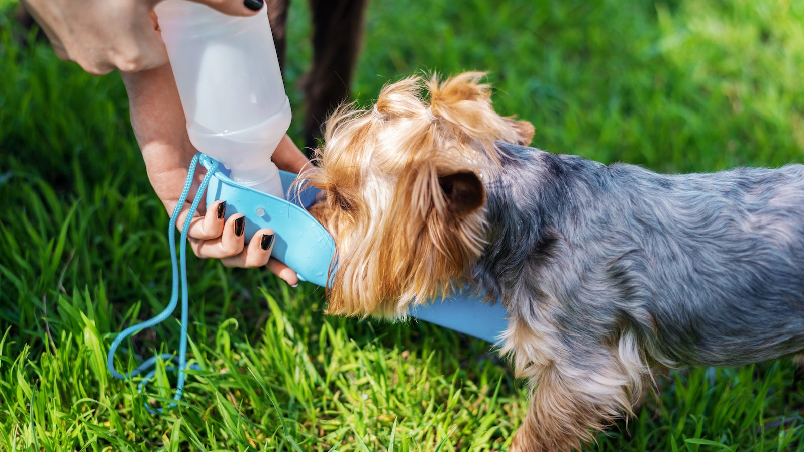 Puppy Dehydration: Signs, Causes, and How to Help