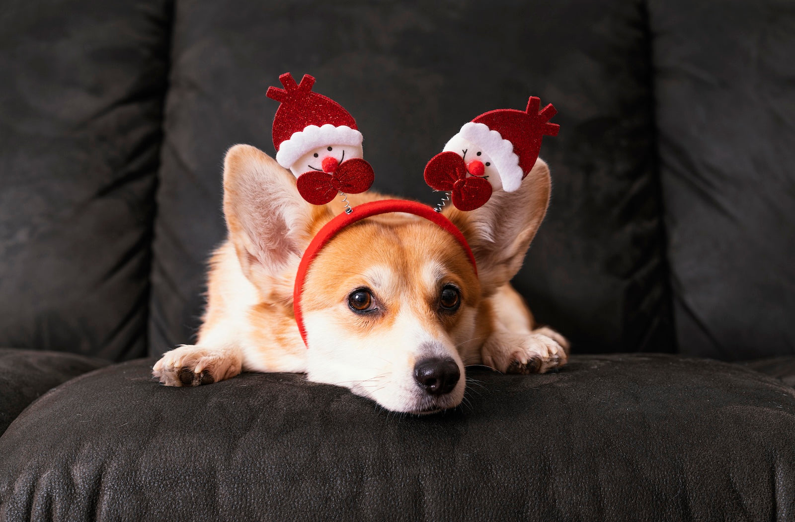 A corgi resting on a couch wearing a festive holiday headband, highlighting the importance of keeping pets calm, comfortable, and safe during the busy holiday season and winter emergencies.