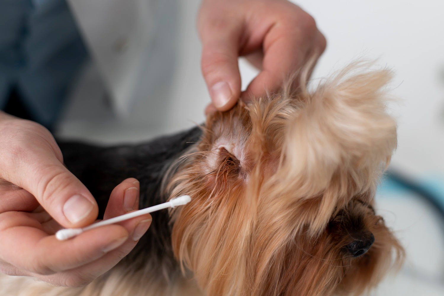 A small dog receiving an ear check-up as a person gently holds its ear open and prepares to clean it with a cotton swab.
