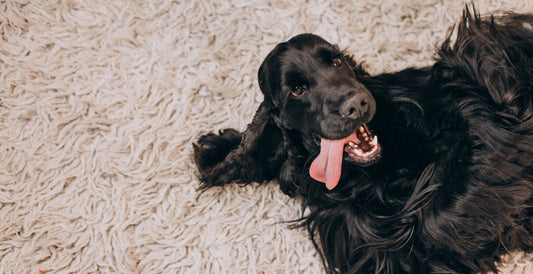 The Best Rugs for Dogs That Pee