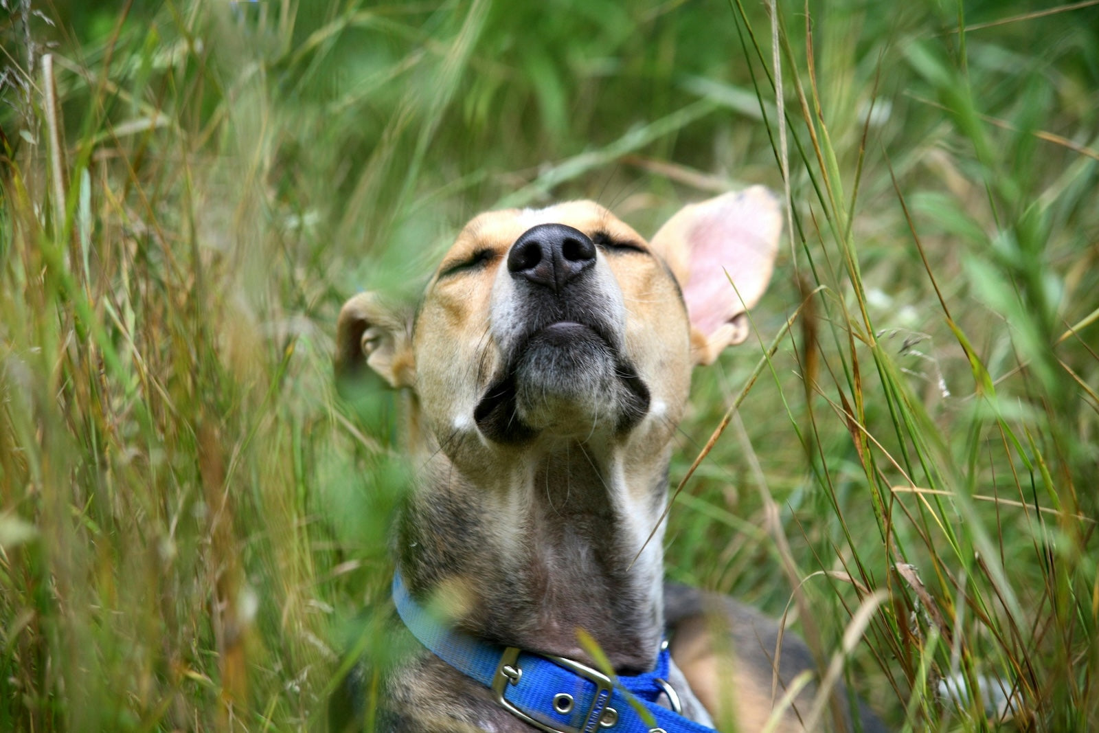 Dog with eyes closed enjoying a sniff in tall grass, wearing a blue collar.