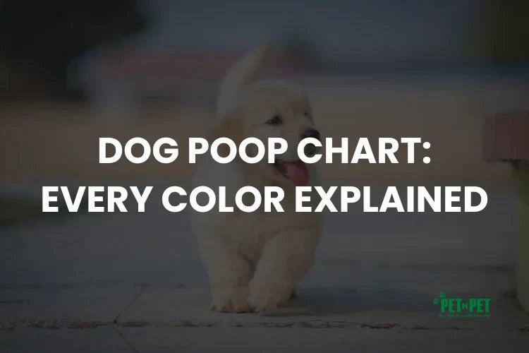 Dog Poop Chart: Every Color and Consistency Explained