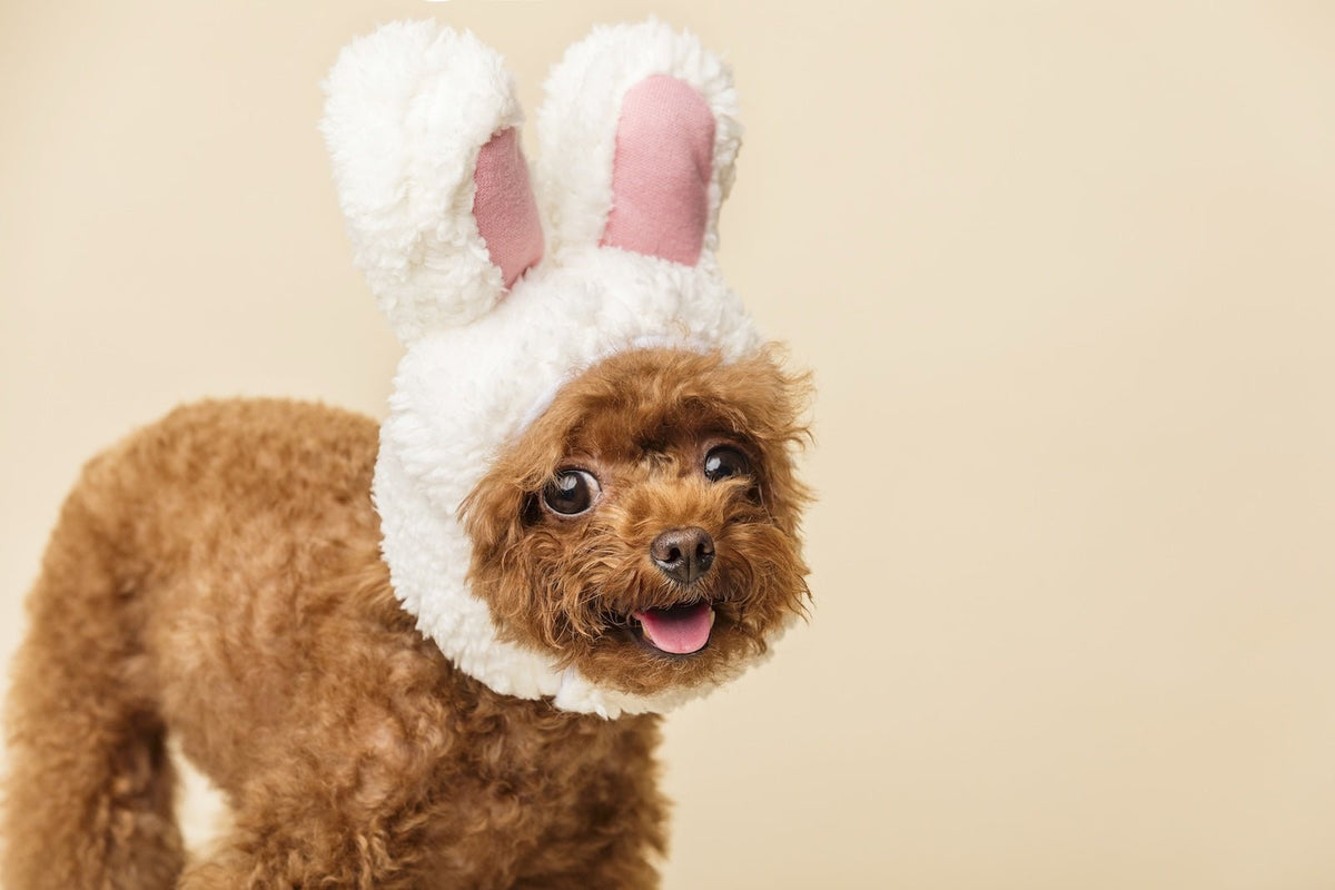 Easter Fun for Pets: 5 Playful Games to Celebrate Together - Pet N Pet ®