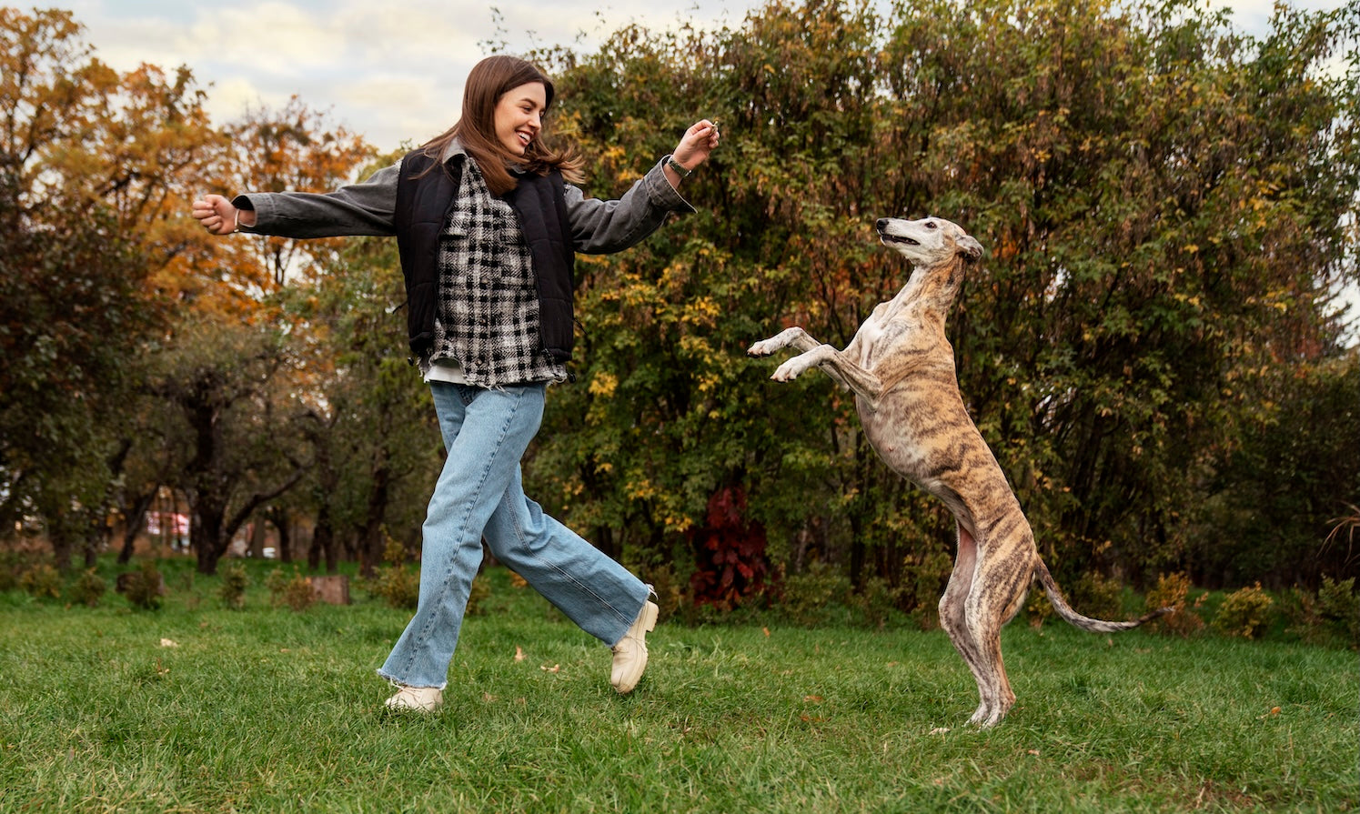 A smiling woman playing with a tall, brindle greyhound outdoors in a grassy park during autumn, as the dog jumps up on its hind legs.