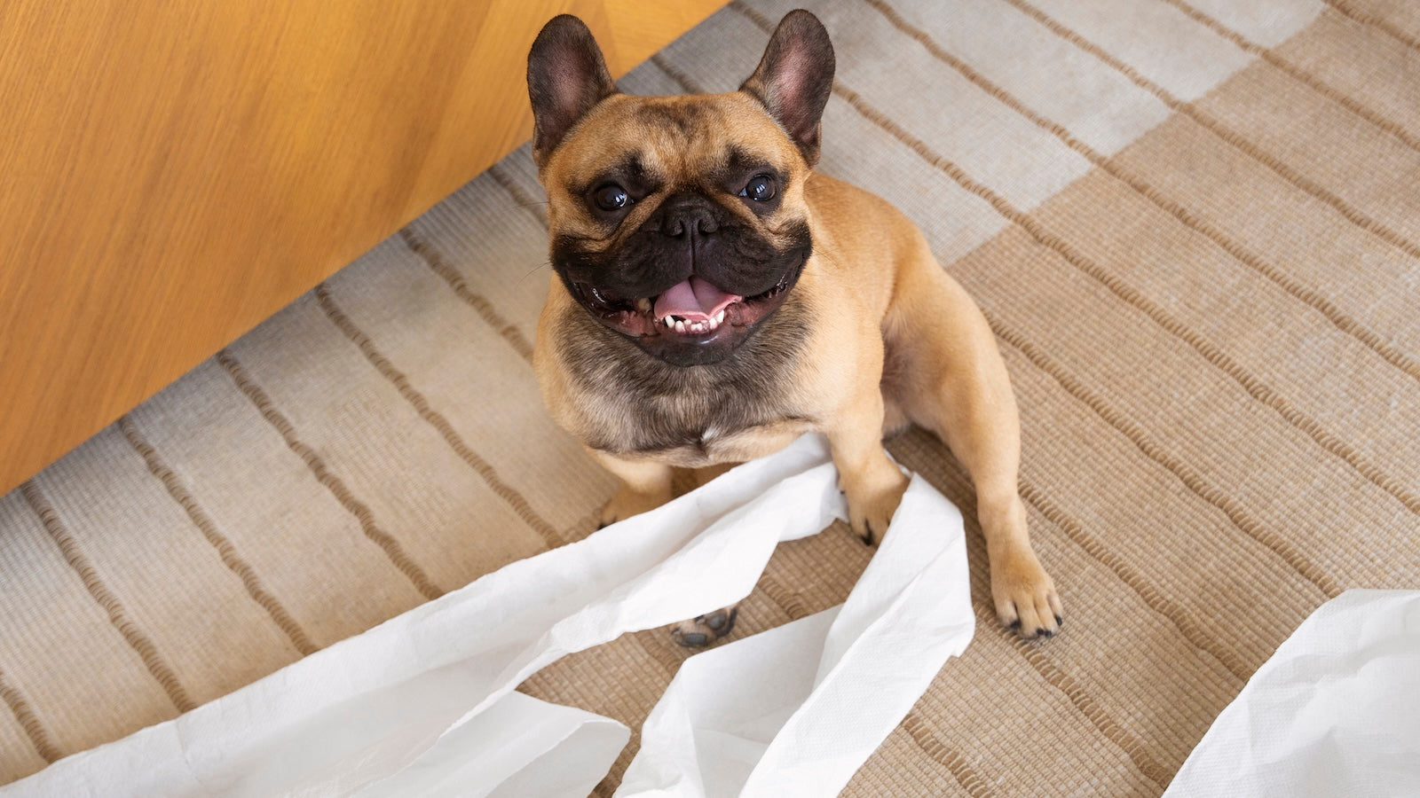 Small brown French Bulldog pulling toilet paper on striped carpet, looking up indoors with mouth open.