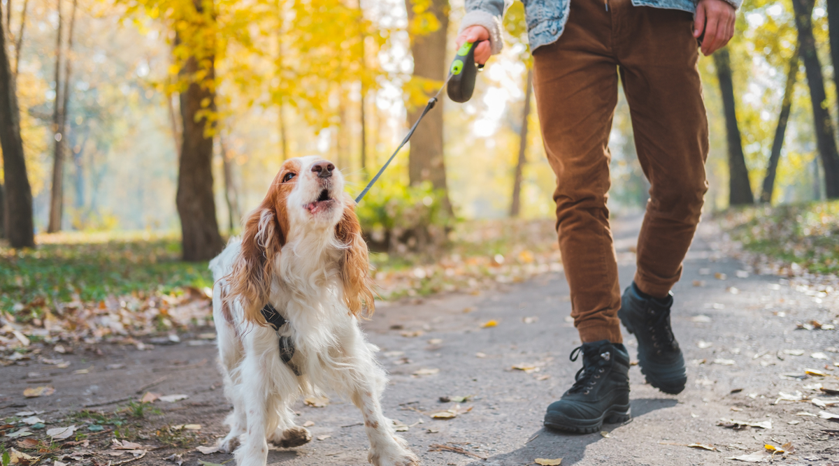 How to Stop Dogs from Barking: 7 Proven Techniques - Pet N Pet ®