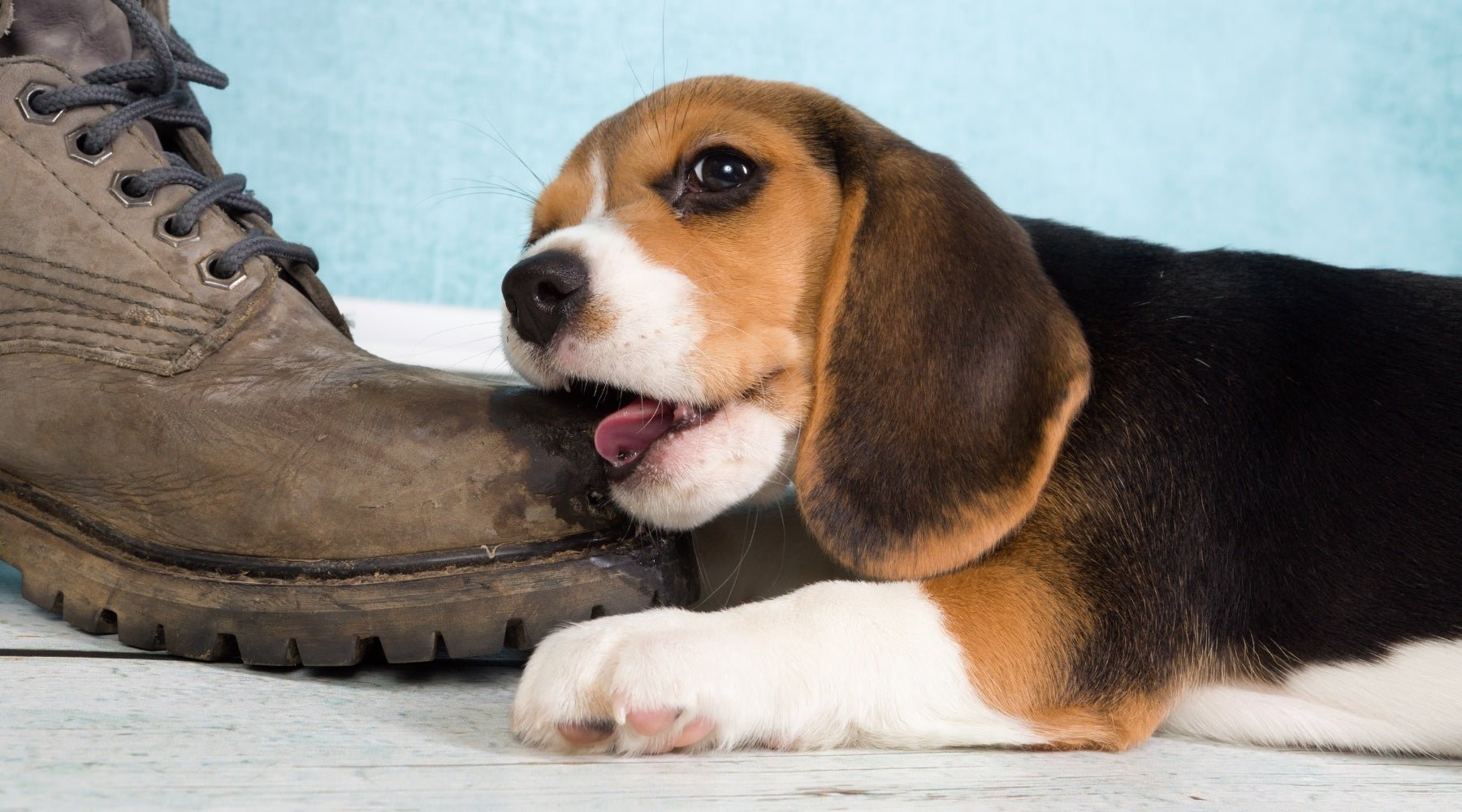 How to Stop Your Dog from Chewing on Things - Pet N Pet ®
