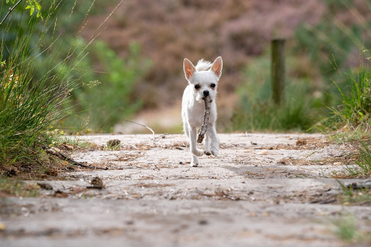 Is Dog Poop Good Fertilizer? What It Does to Soil - Pet N Pet ®
