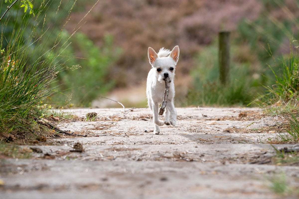 Energetic dog running outdoors in a grassy park during daytime walk.