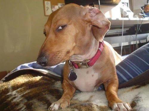 Is Your Dog Judging You? Let’s Find Out! - Pet N Pet ®