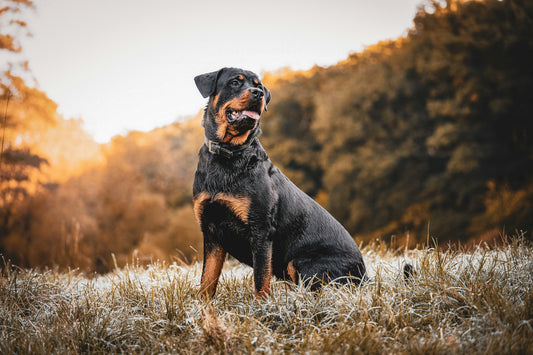 A strong and attentive Rottweiler sits on a grassy field, surrounded by a natural landscape with warm, golden tones in the background. The dog’s black and tan coat gleams, showcasing its muscular build and alert posture.