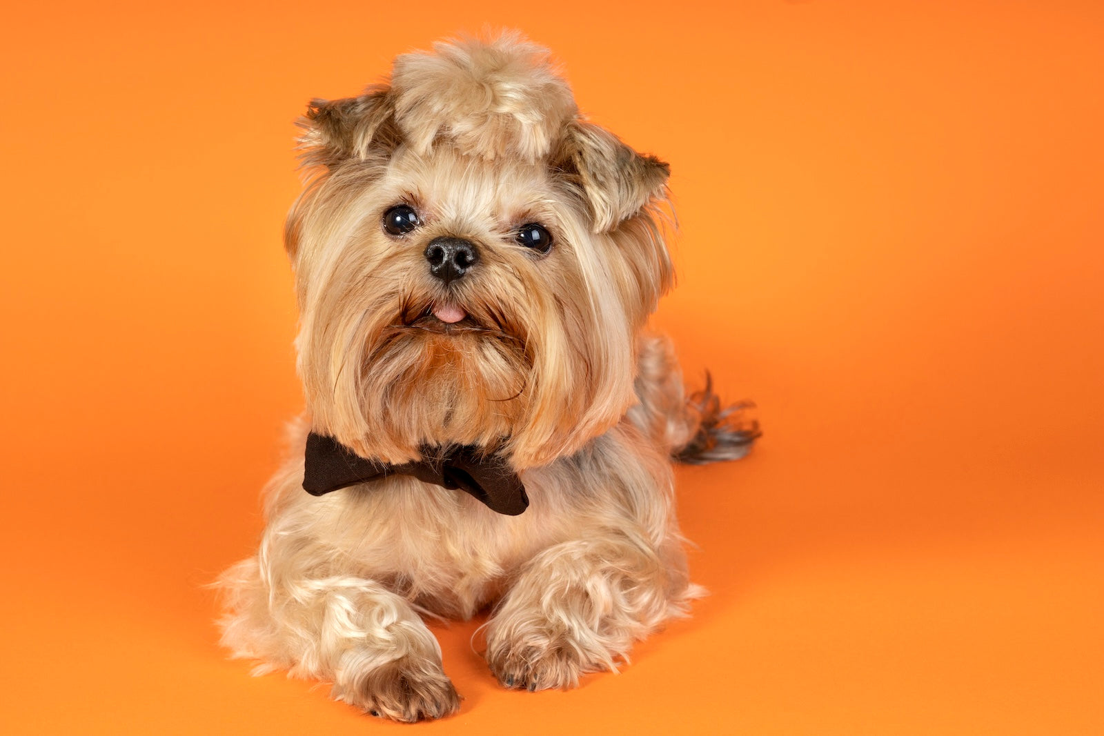 A well-groomed Shih Tzu dog with a top knot and a black bow tie lying on an orange background, showcasing its long, silky coat and neatly trimmed face.