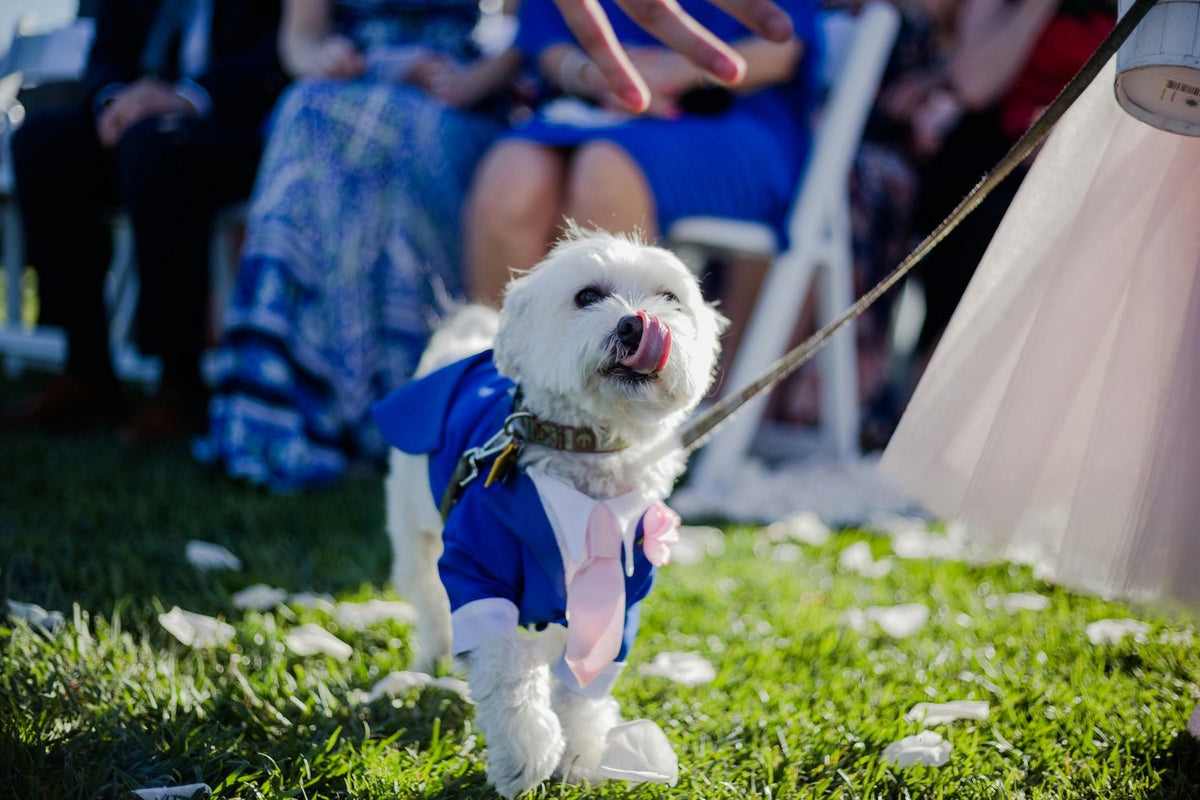 💍 Pet Weddings: The Cutest Trend of 2025 - Pet N Pet ®
