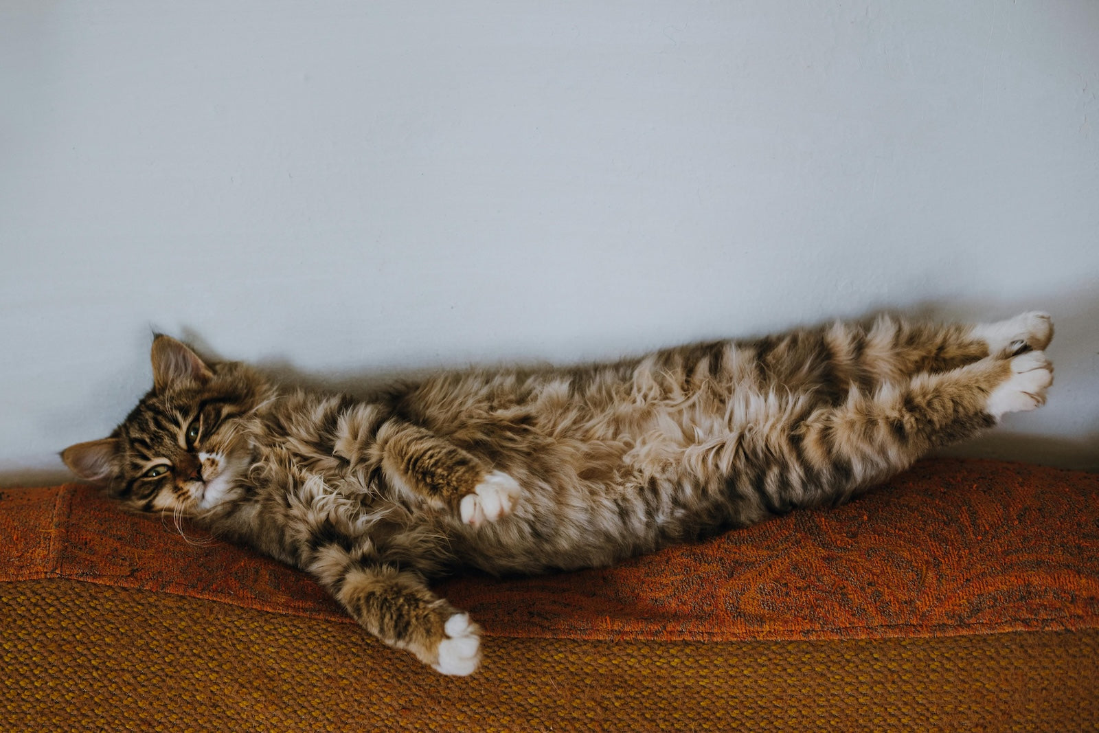Long-haired tabby cat relaxing on a sofa with legs stretched out in a calm indoor setting.
