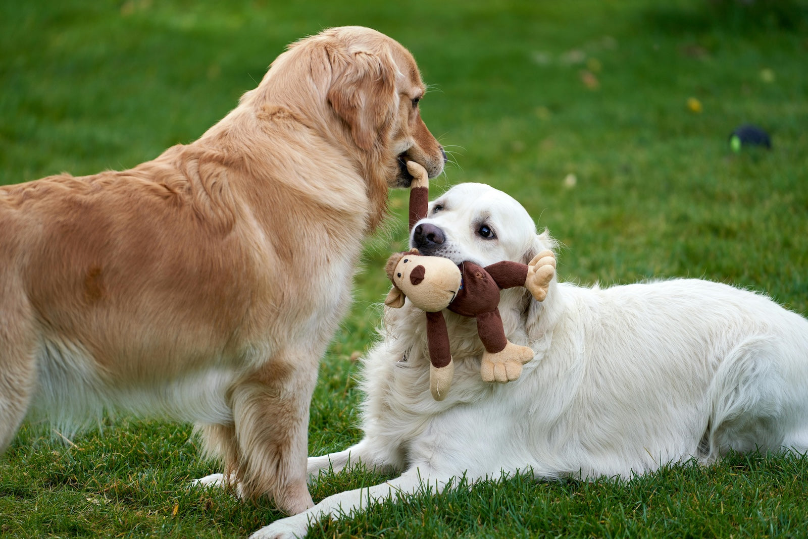 Two dogs on a grassy lawn tugging at a plush monkey toy, each holding on tightly and displaying resource guarding behavior.