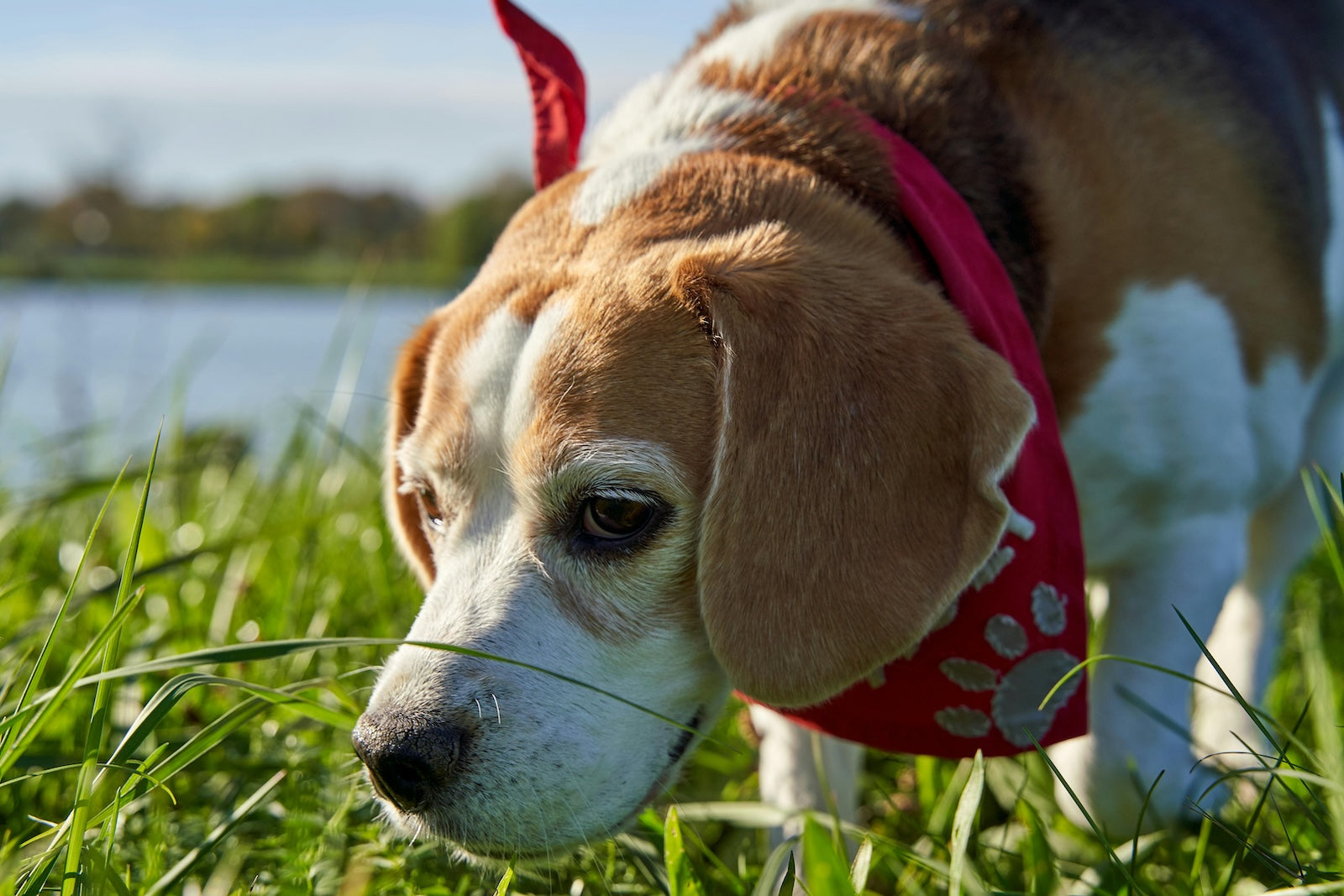 Dog wearing red bandana sniffing grass outdoors by a lake