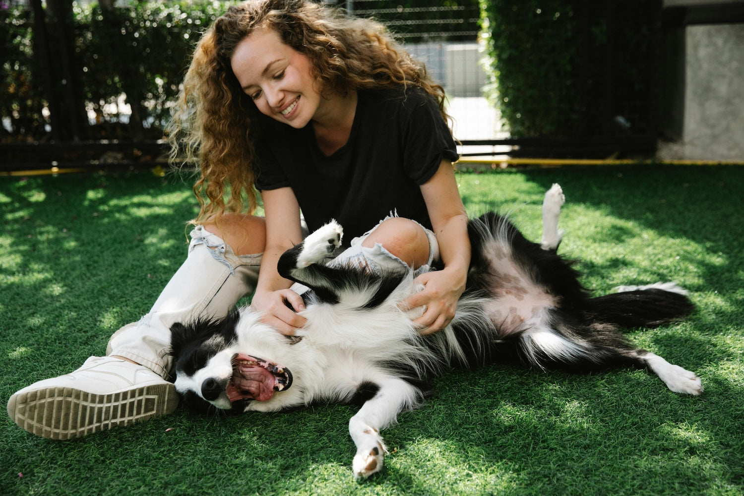 Woman in black shirt smiles while playing with a black and white dog on green grass. Sunny outdoor setting, joyful mood.