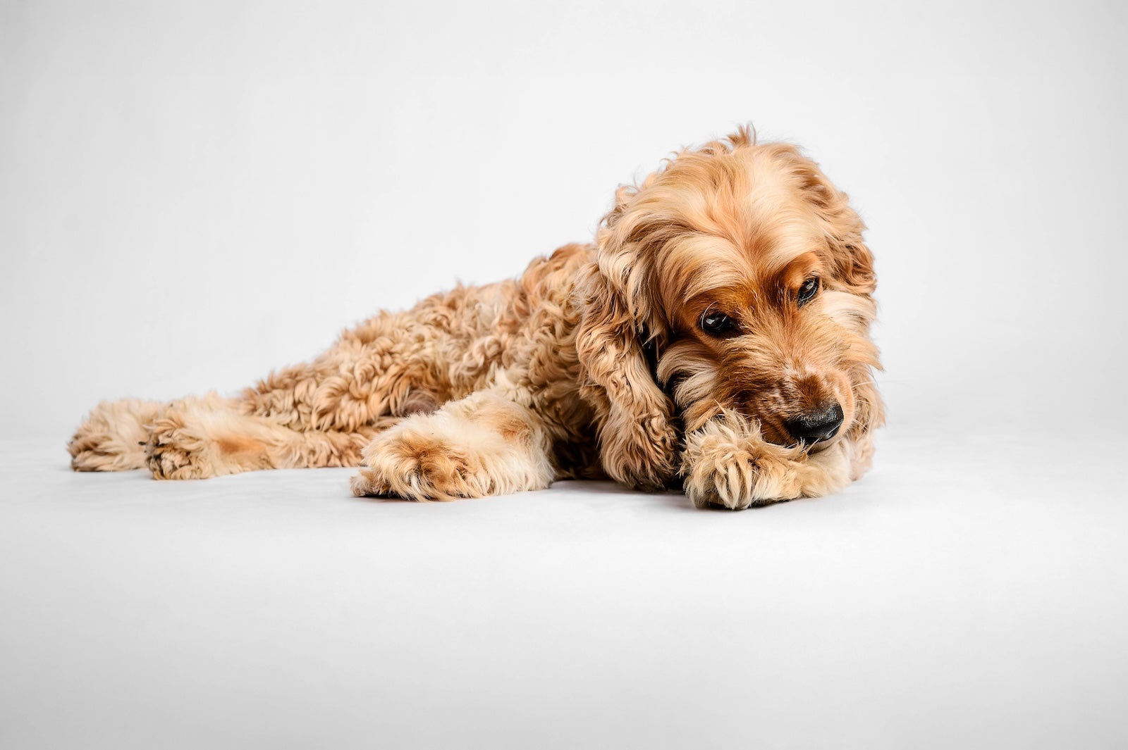 Small curly-haired dog lying on a white background, biting its paw due to skin irritation or itching