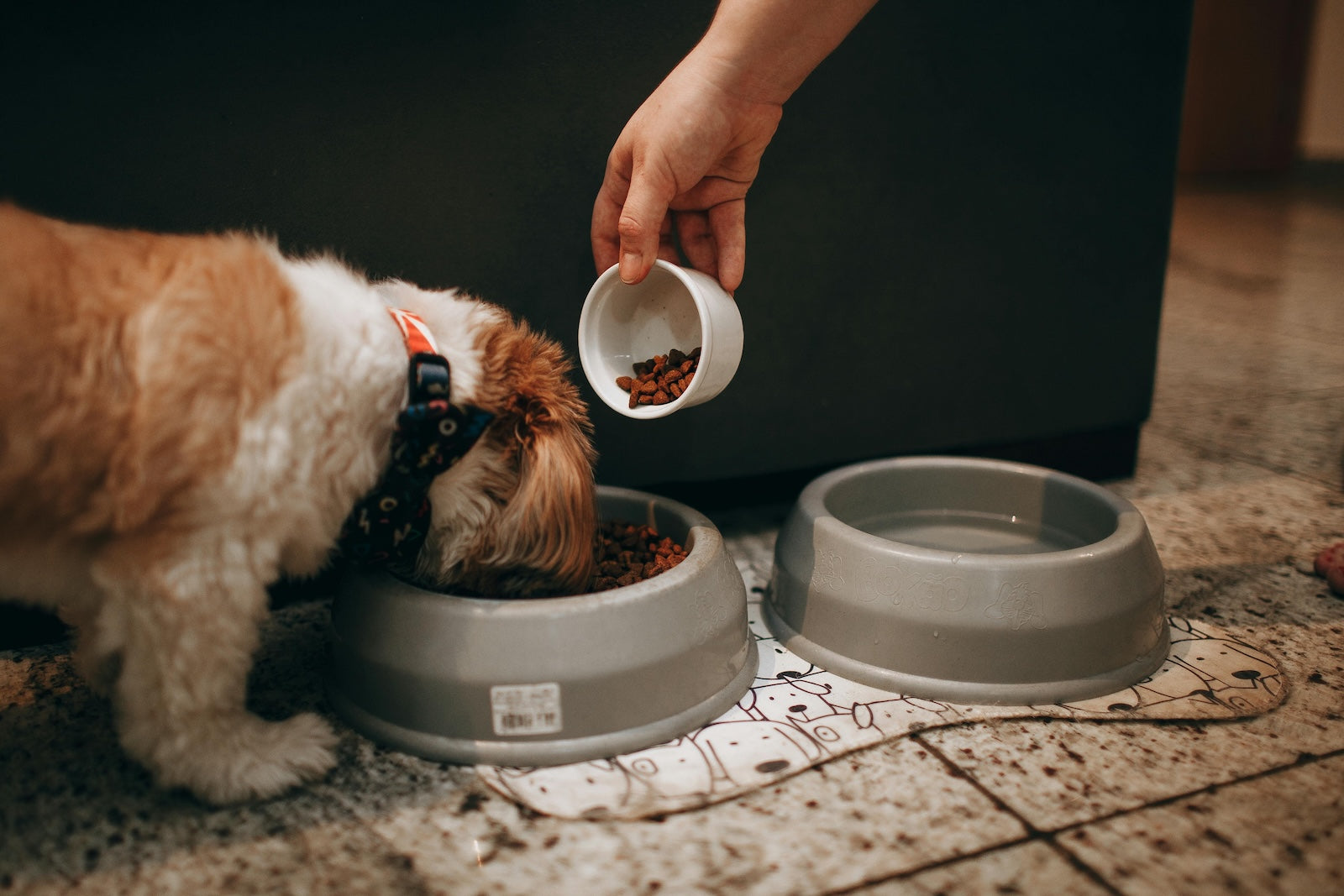 Puppy eating dry dog food from a bowl while an owner measures and pours kibble during mealtime.