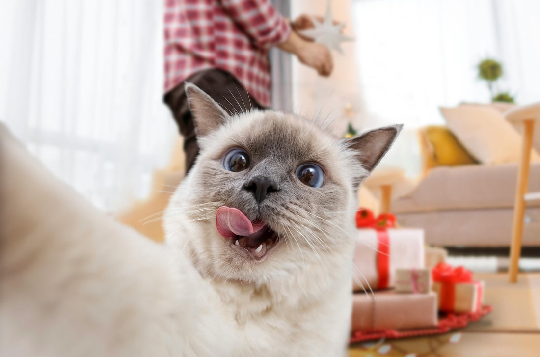 Cat-Friendly Christmas Treats: Making the Holidays Special for Your Furry Friend