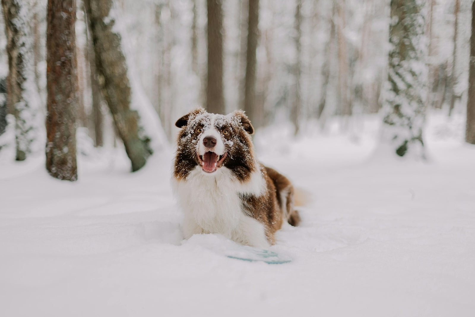 A dog sitting in deep snow in a winter forest with its face covered in snow, illustrating how cold weather conditions can affect dogs during outdoor play.