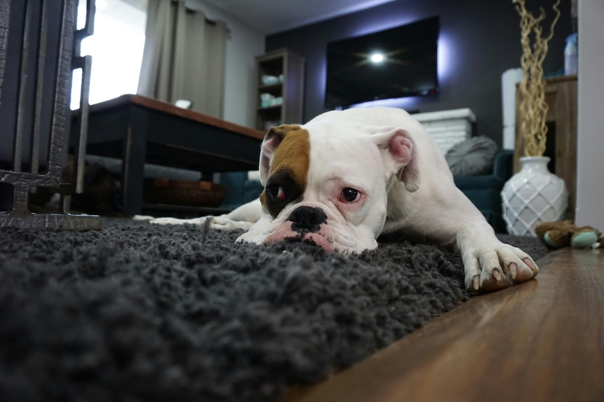 A white dog with a brown patch over one eye lying down on a gray rug in a living room, resting its head on the floor and looking tired or sad.