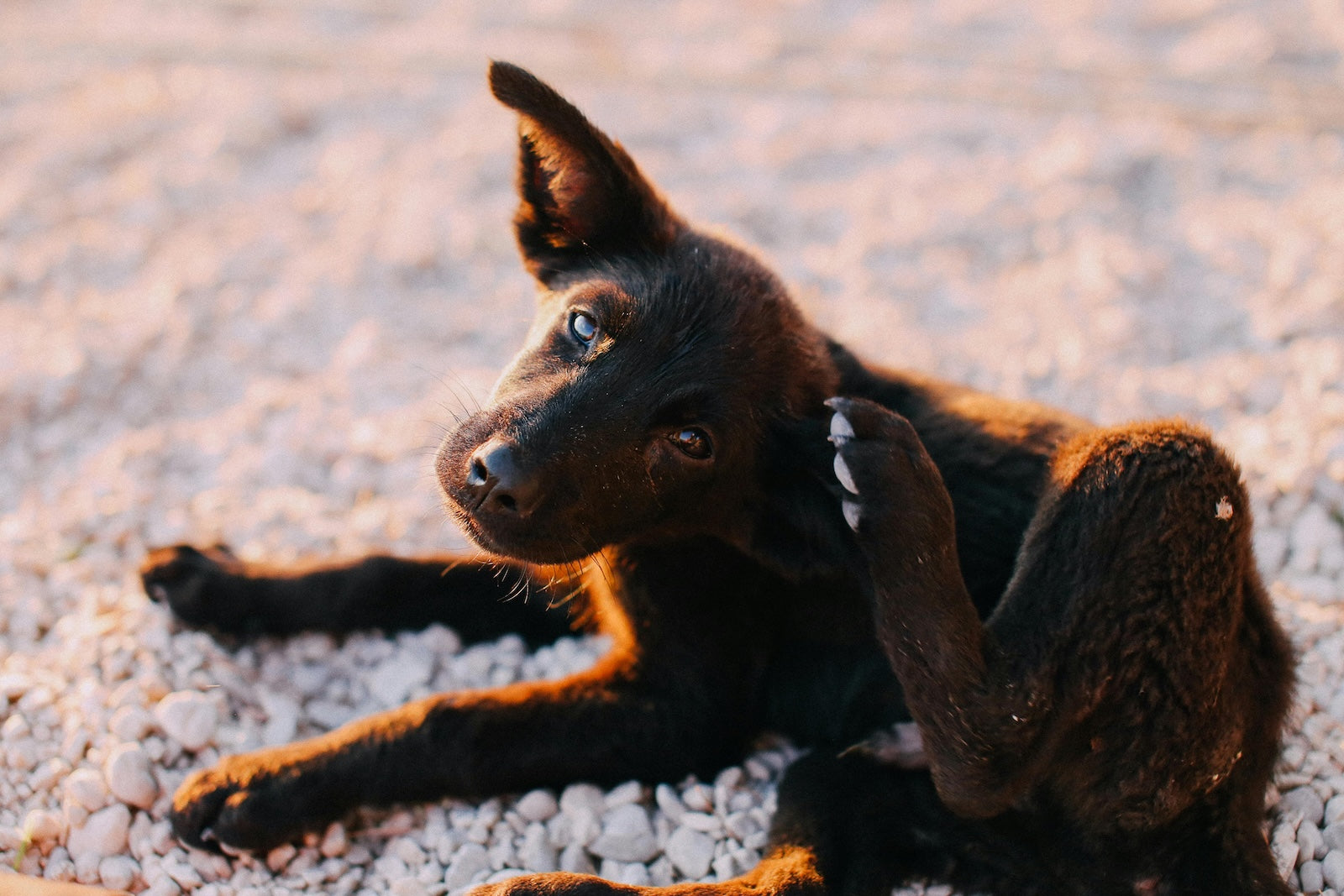 Black dog scratching its ear with hind leg while lying on gravel during golden hour, with one ear perked up and a soft, curious expression.