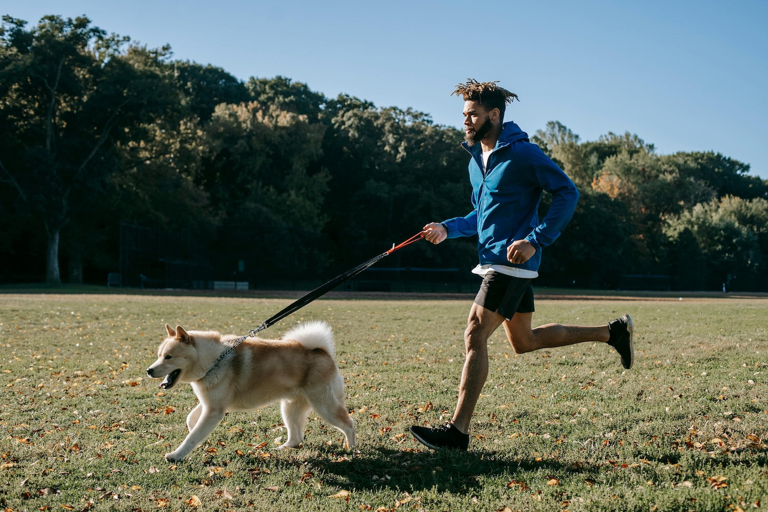 Man jogging in a grassy park with a leashed Siberian Husky on a sunny day, surrounded by trees with early autumn leaves.