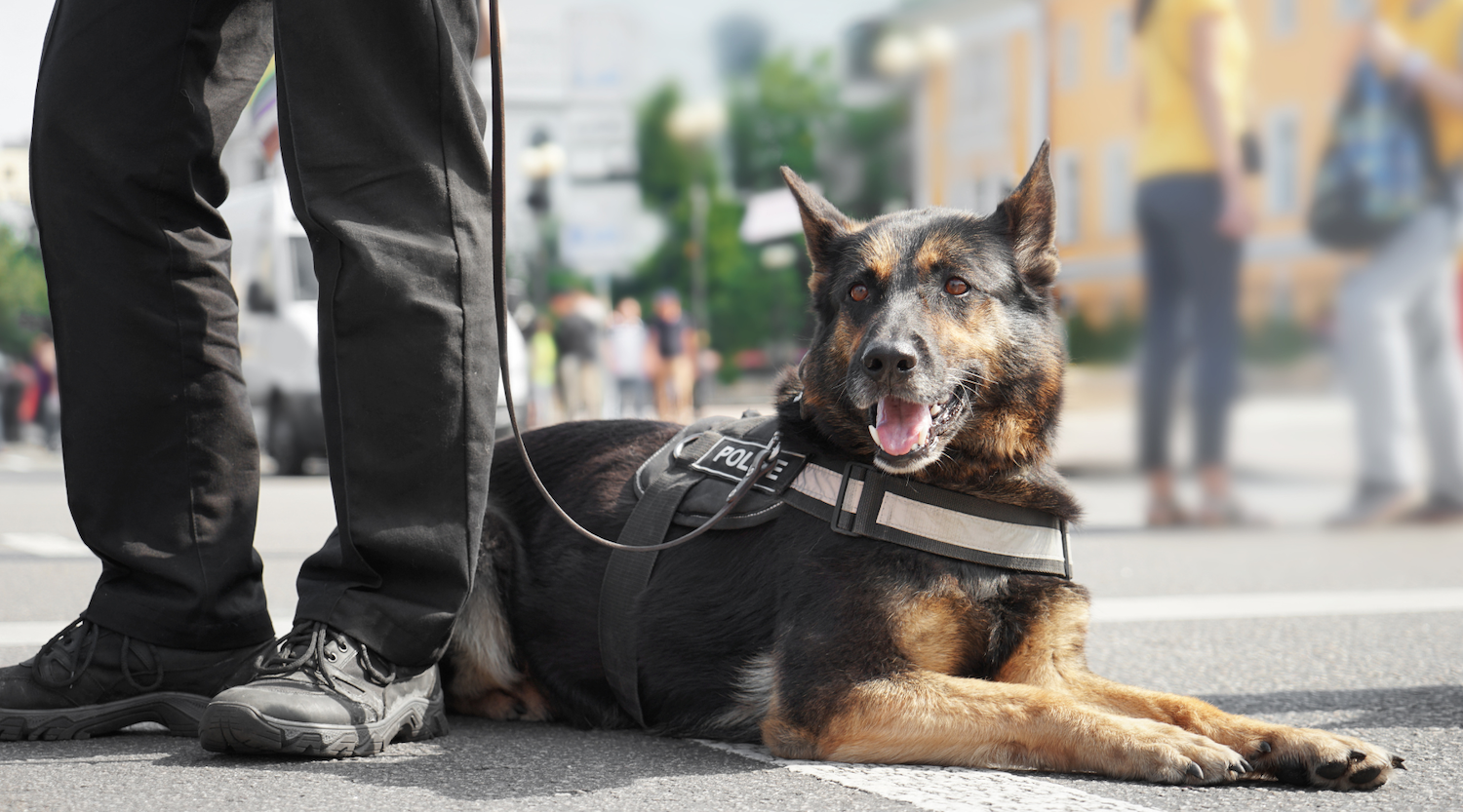 The best poop bags petnpet with k9 dog with the police