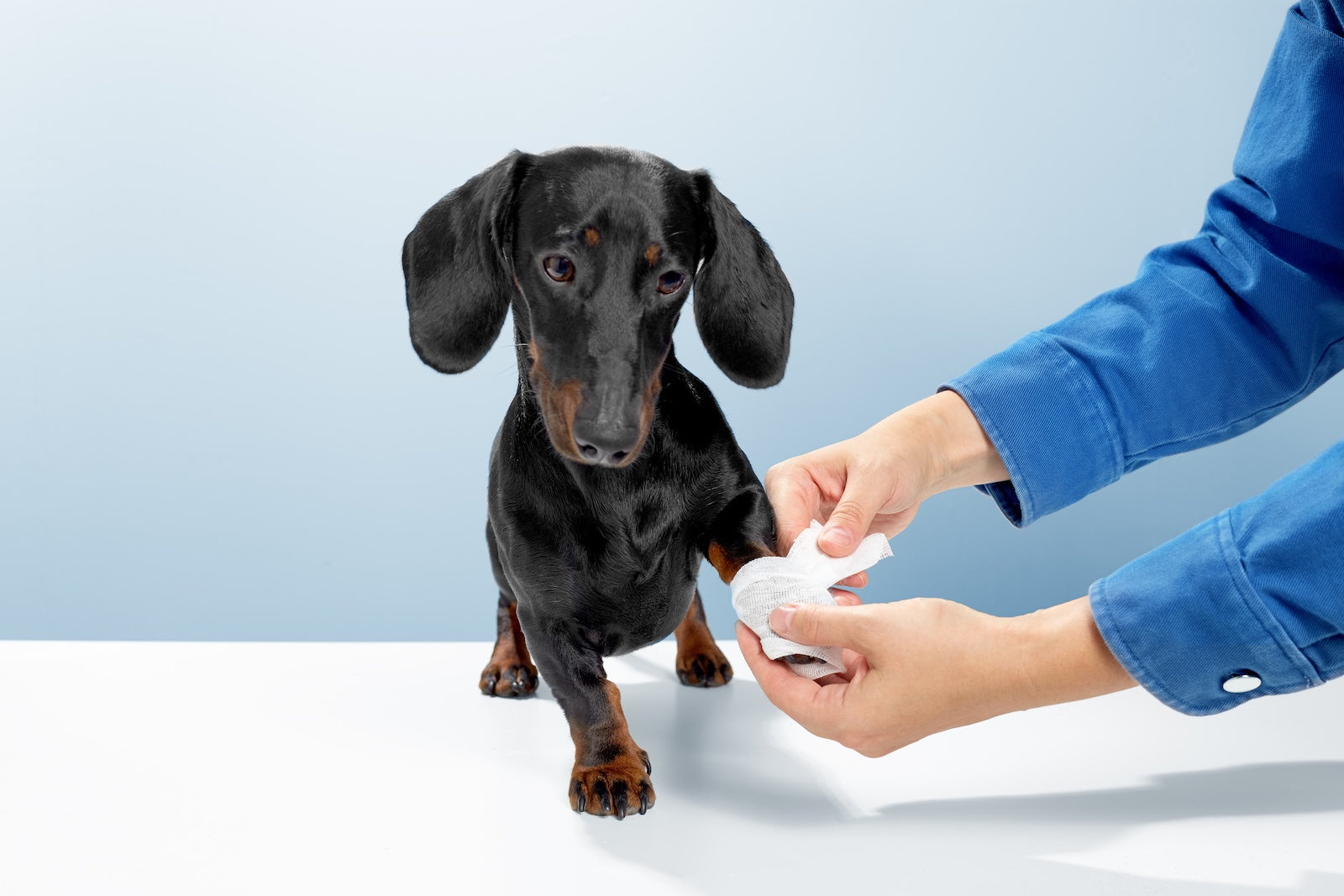A small black dachshund dog standing on a white table while a person gently wipes its paw with a pet wipe against a light blue background.
