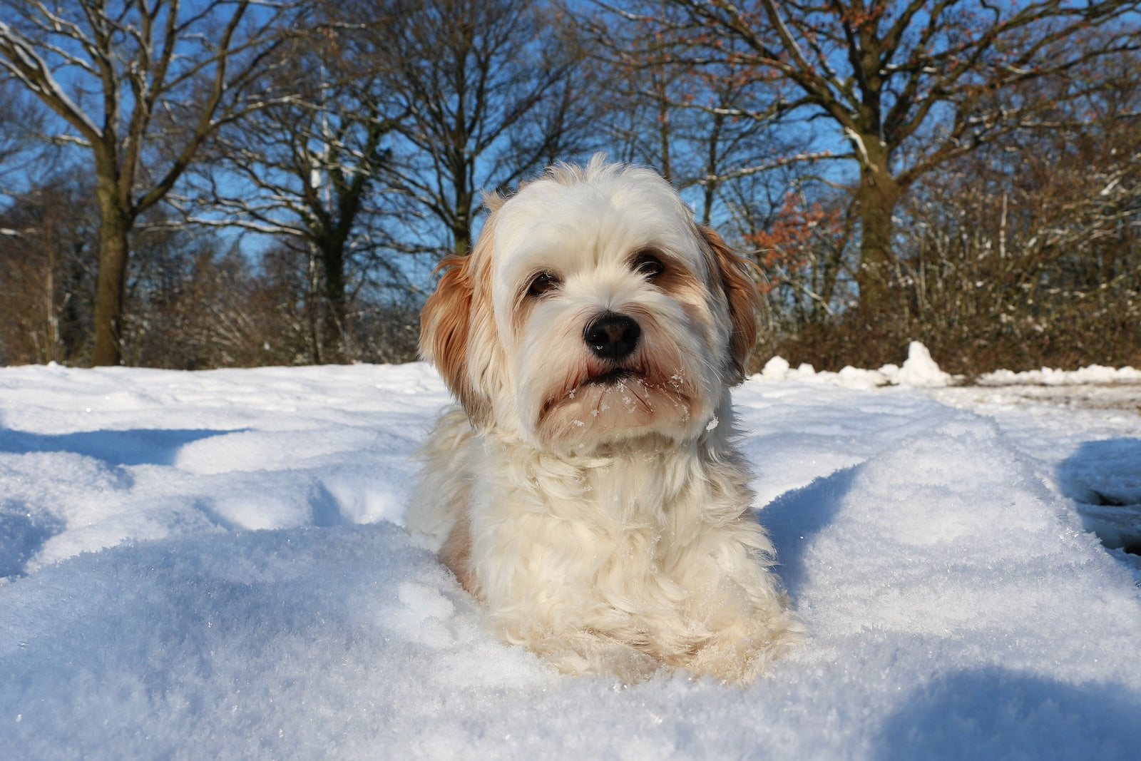 Small fluffy white dog sitting in fresh snow on a sunny winter day, with bare trees in the background and snow clinging to its fur.