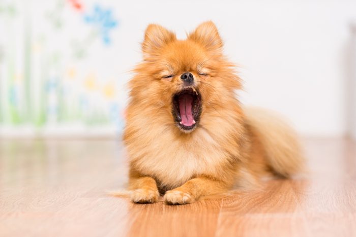 5 Critical Things You Should Never Do With Your Dog To Avoid Making Them Mad