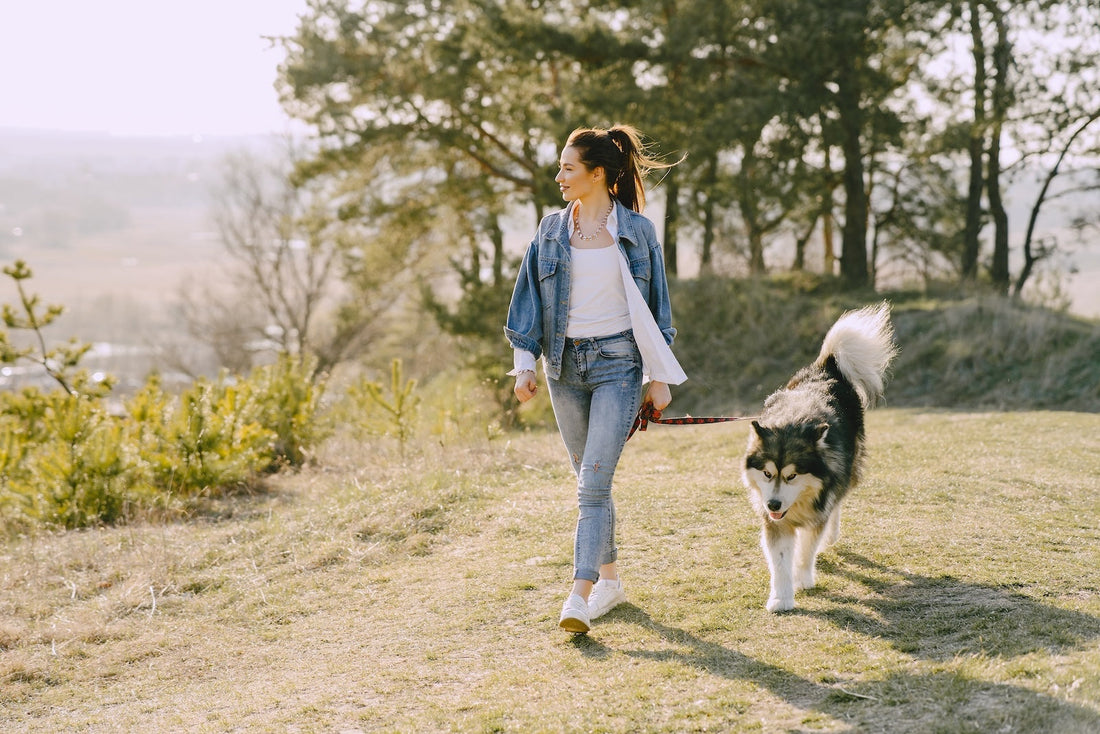 Dog Harness Etiquette: Mastering the Art of Responsible Dog Walking