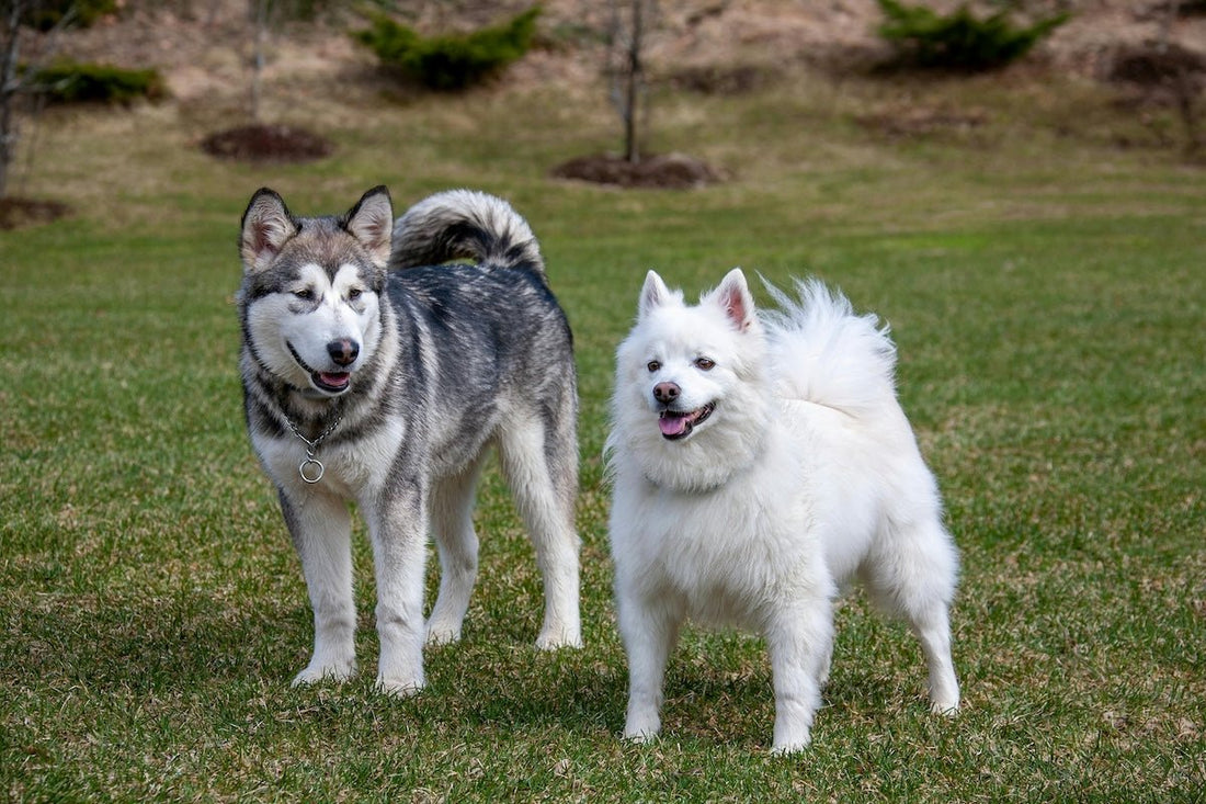 The Scoop on Green Poop: What Your Dog's Potty Habits Say About Their Health - Pet N Pet ®