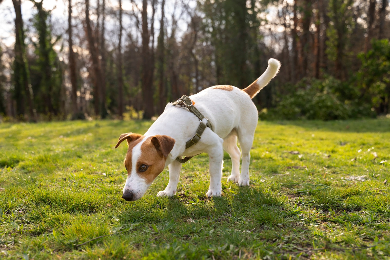 Small white and brown dog wearing a harness sniffing the grass in a sunny park with trees in the background.