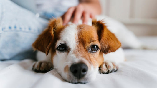 Warning Signs Your Pet Is Sick - Pet N Pet ®