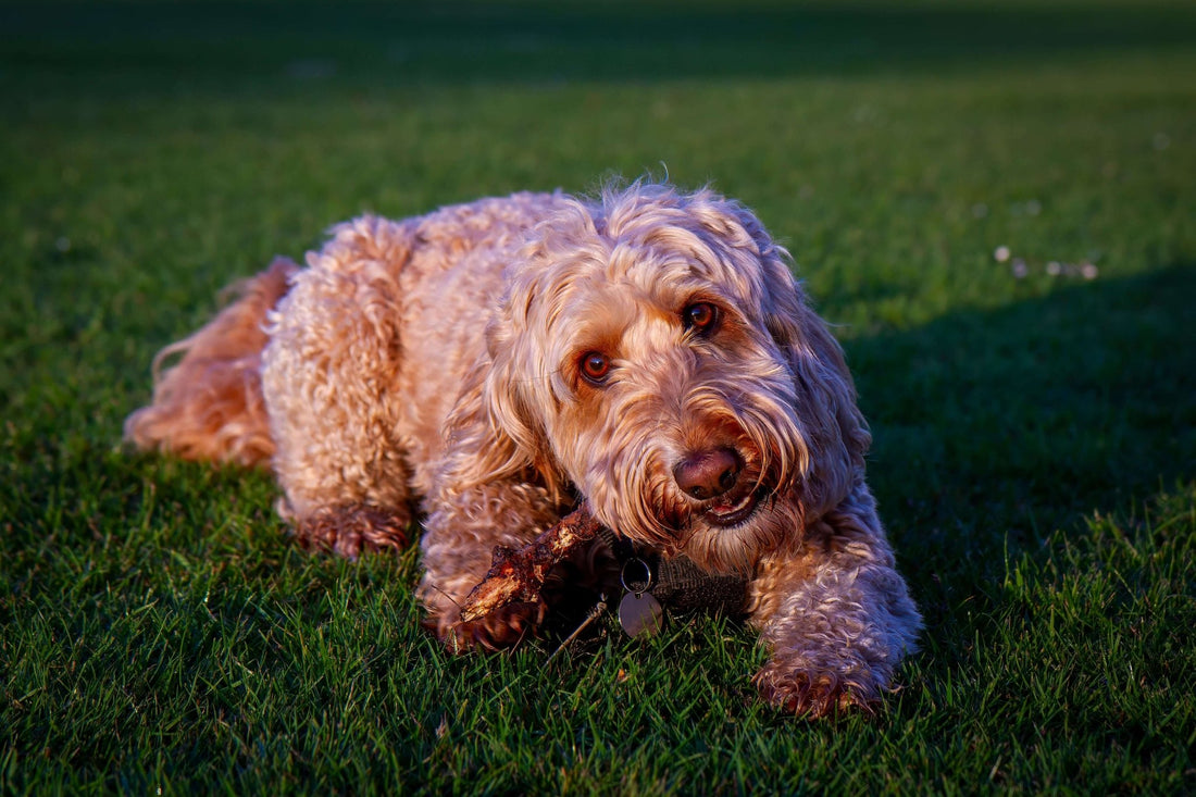 What are the signs of separation anxiety in dogs? - Pet N Pet ®