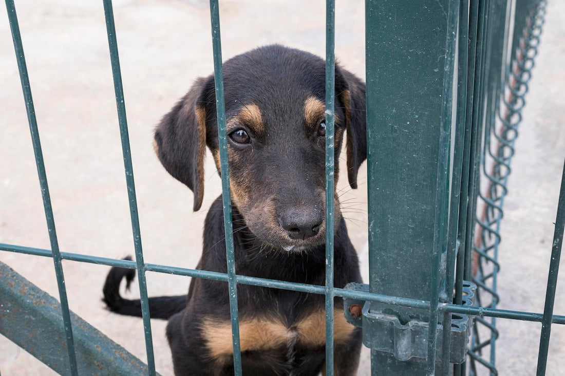 What to Expect When Adopting a Dog from a Shelter - Pet N Pet ®