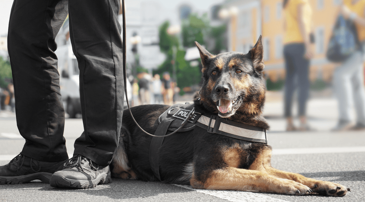 Why police dogs are called K9s? - Pet N Pet ®